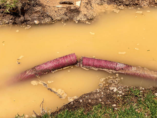 Best Local water damage restoration  in Lliams Bay, WI